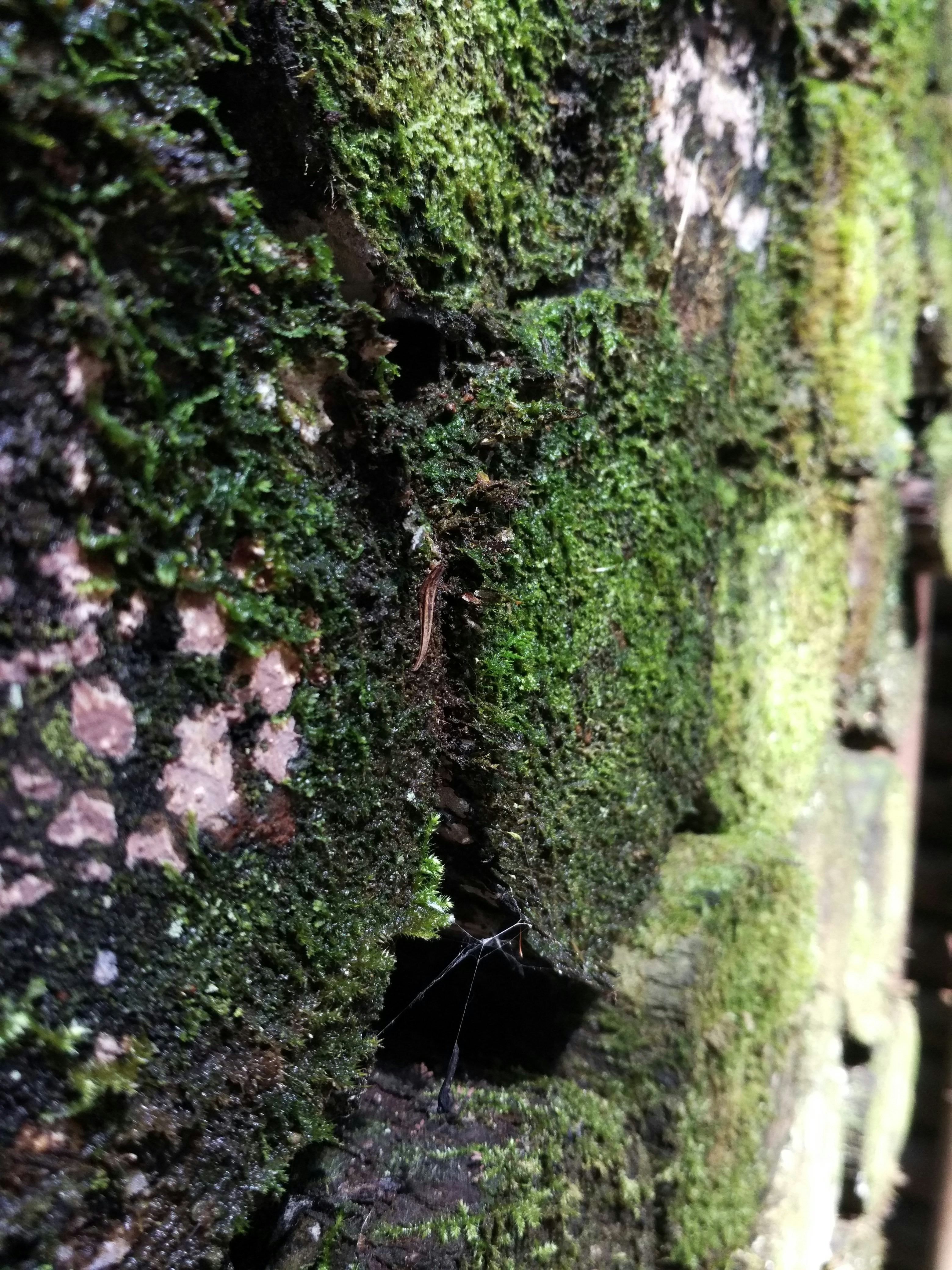 Free Unsplash photo from Mr Peanutbutter