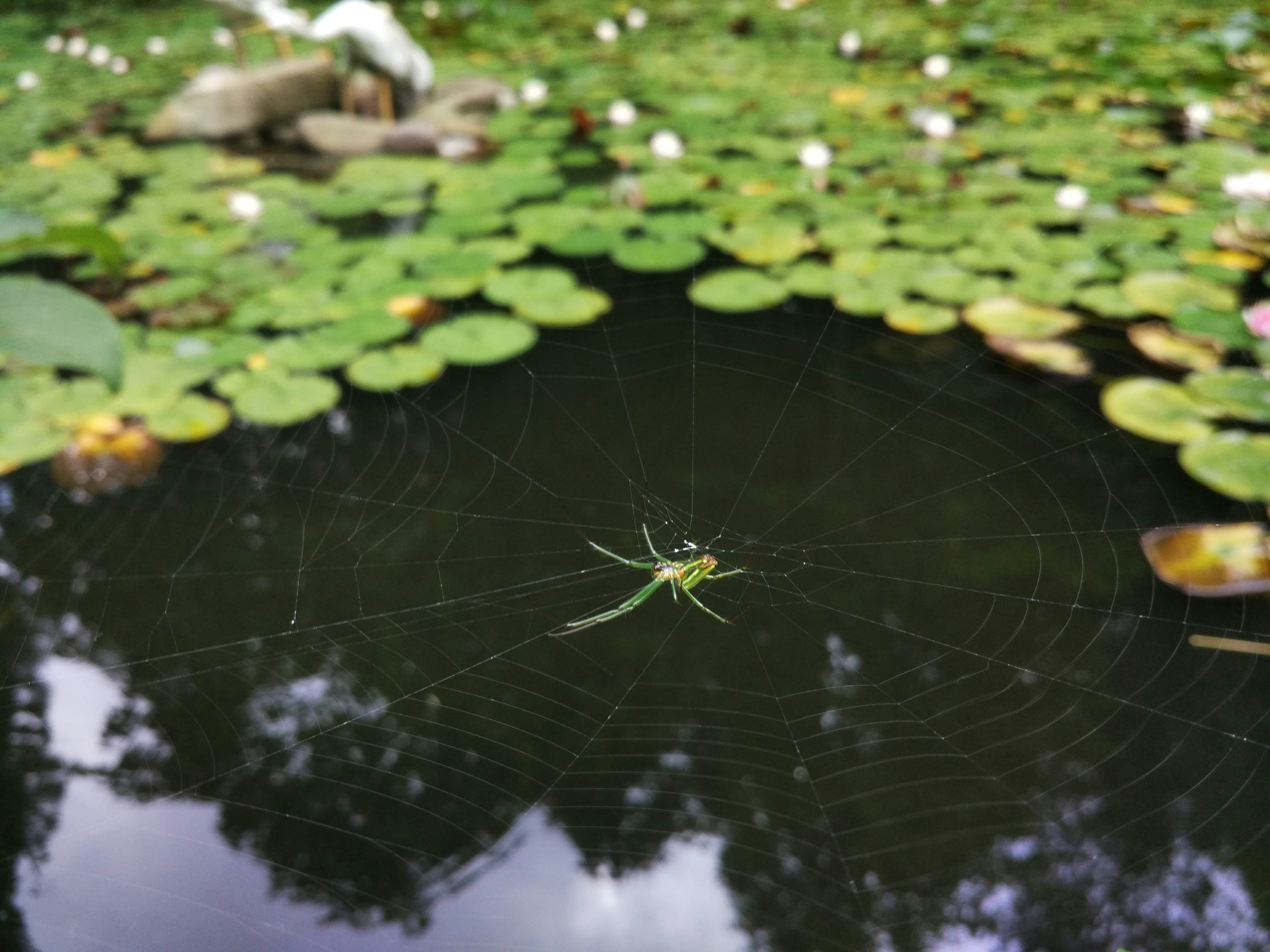 Free Unsplash photo from Mr Peanutbutter
