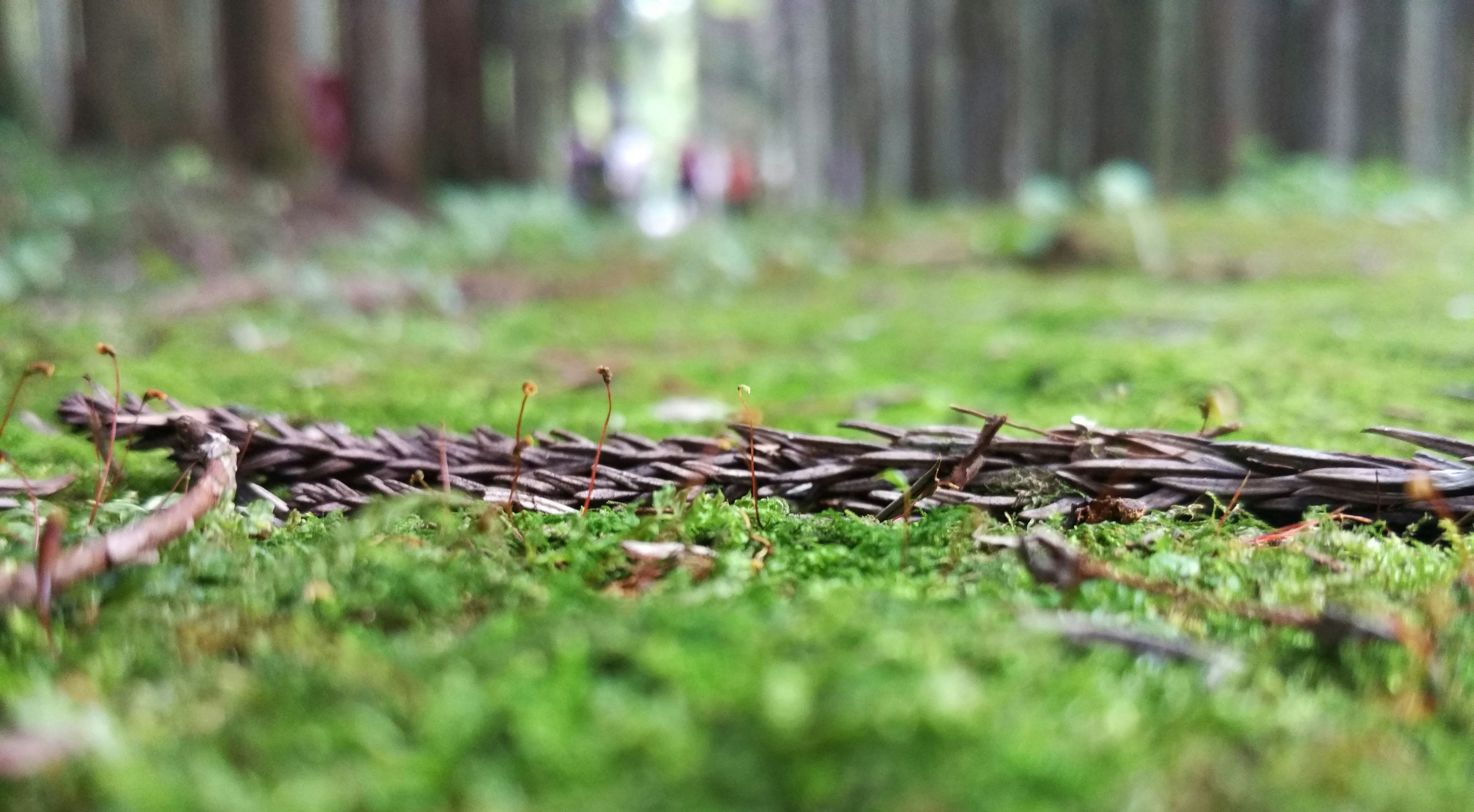 Free Unsplash photo from Mr Peanutbutter