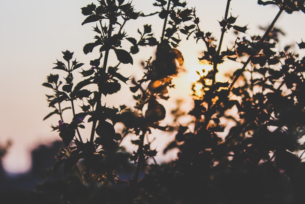 plants under calm sky