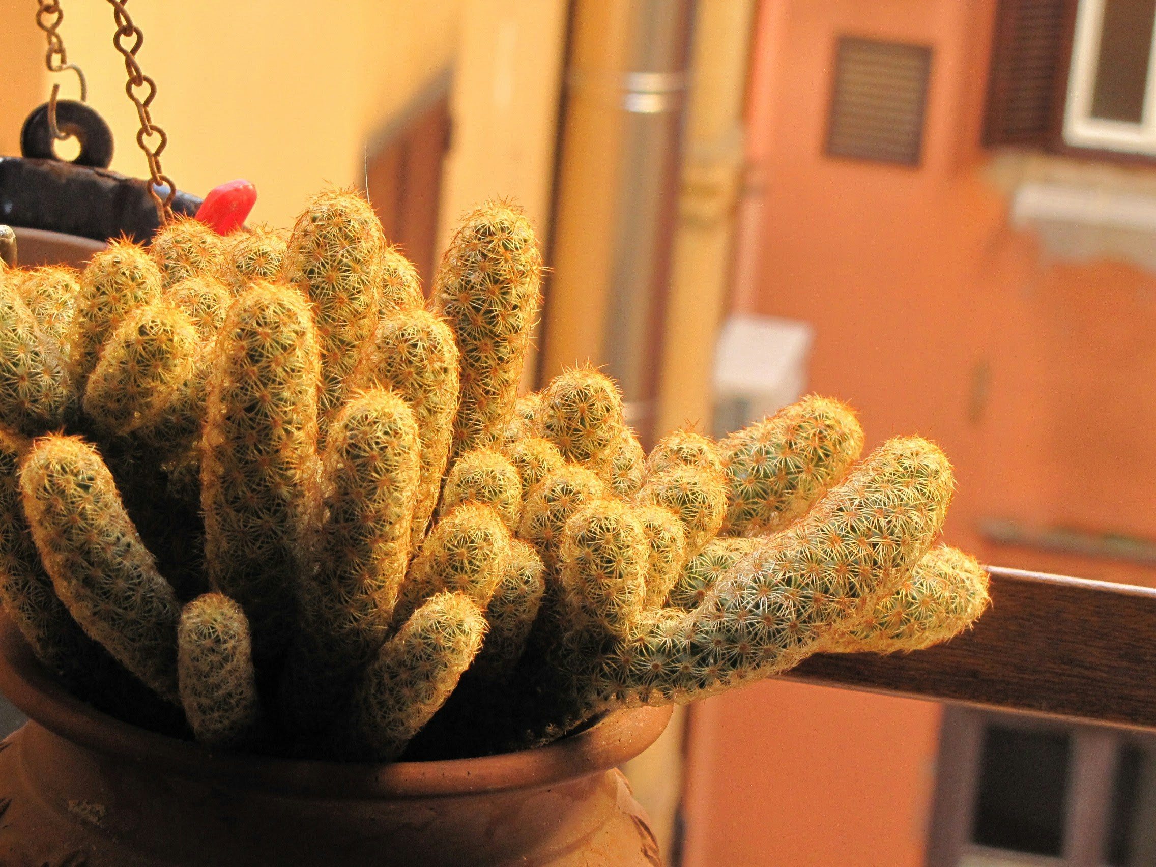 Italy Rome Plant And Cactuc Hd Photo By Umesh Gopinath