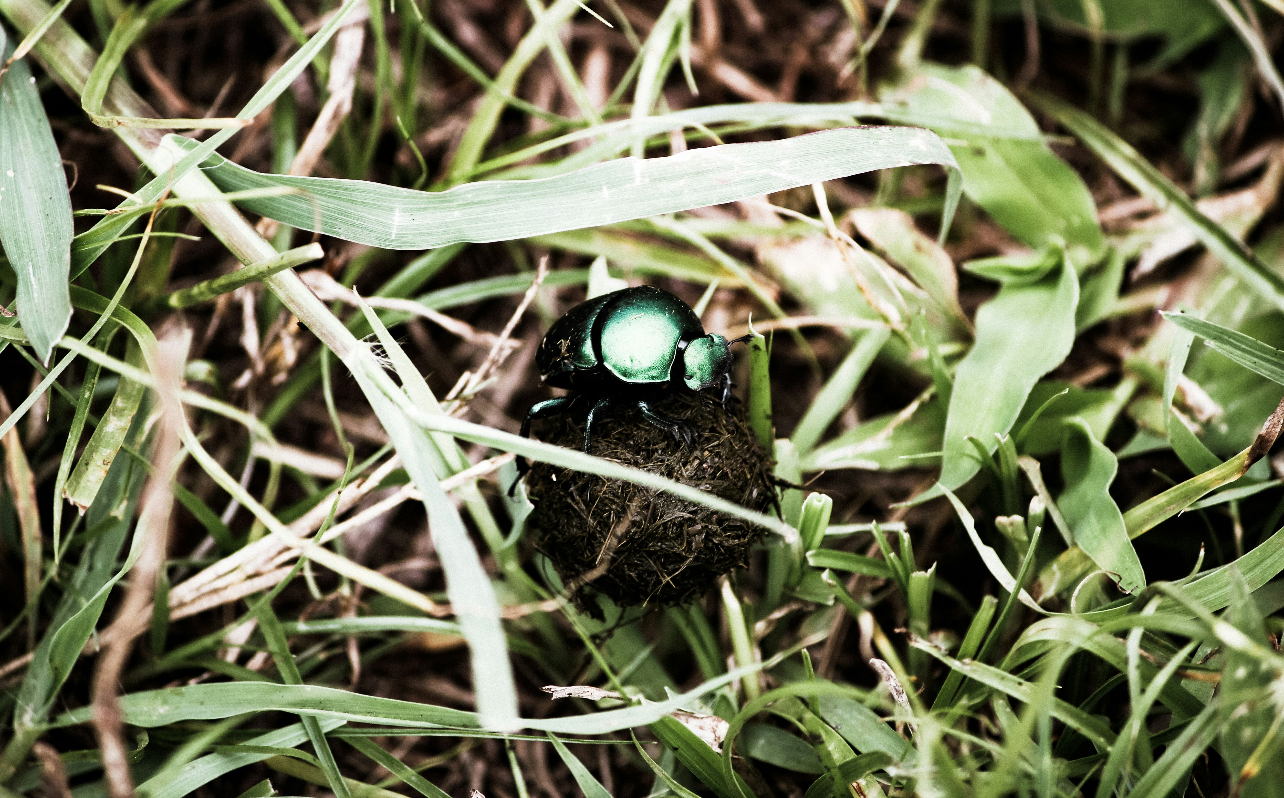 Free Unsplash photo from robbertdb