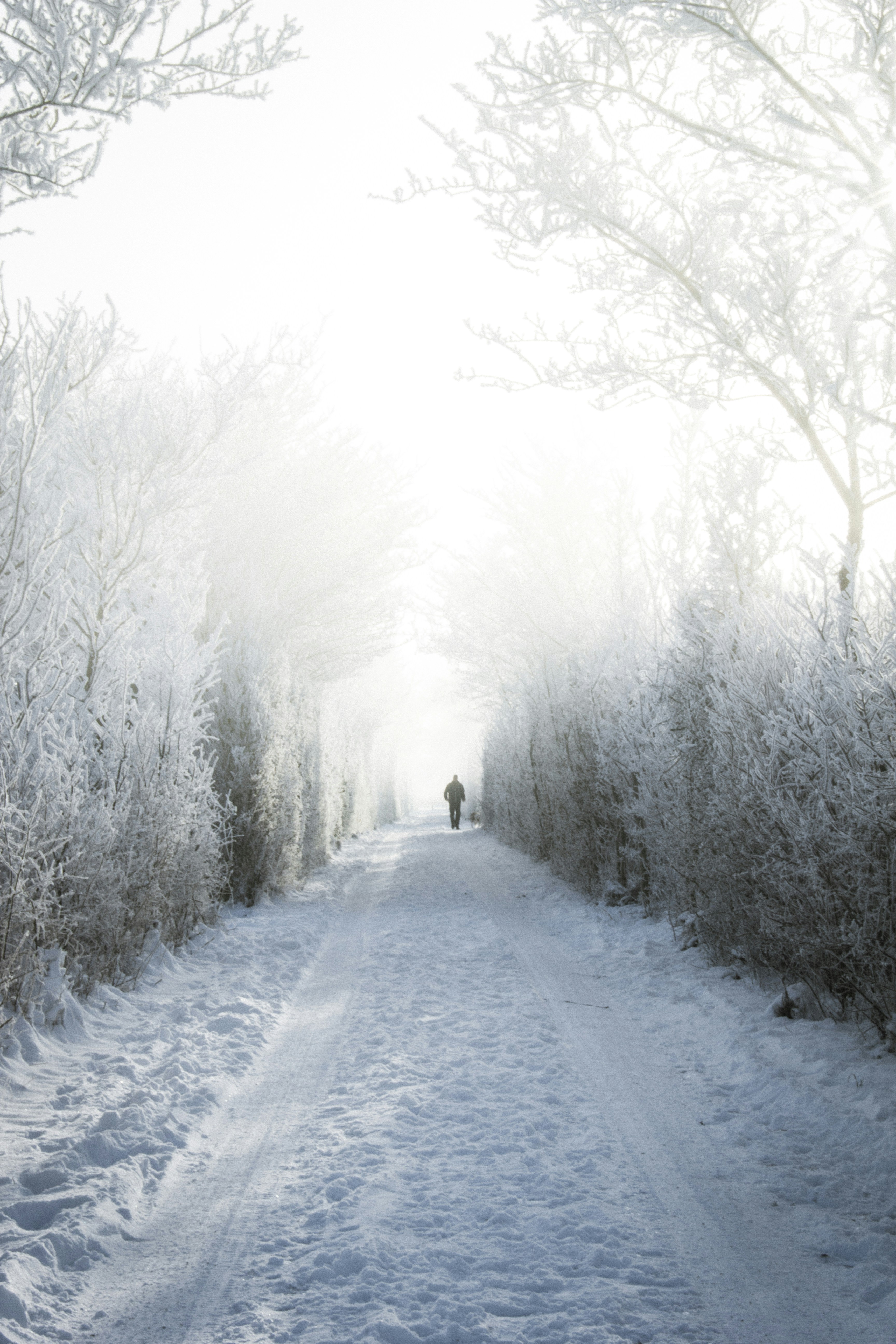 Free Unsplash photo from robbertdb