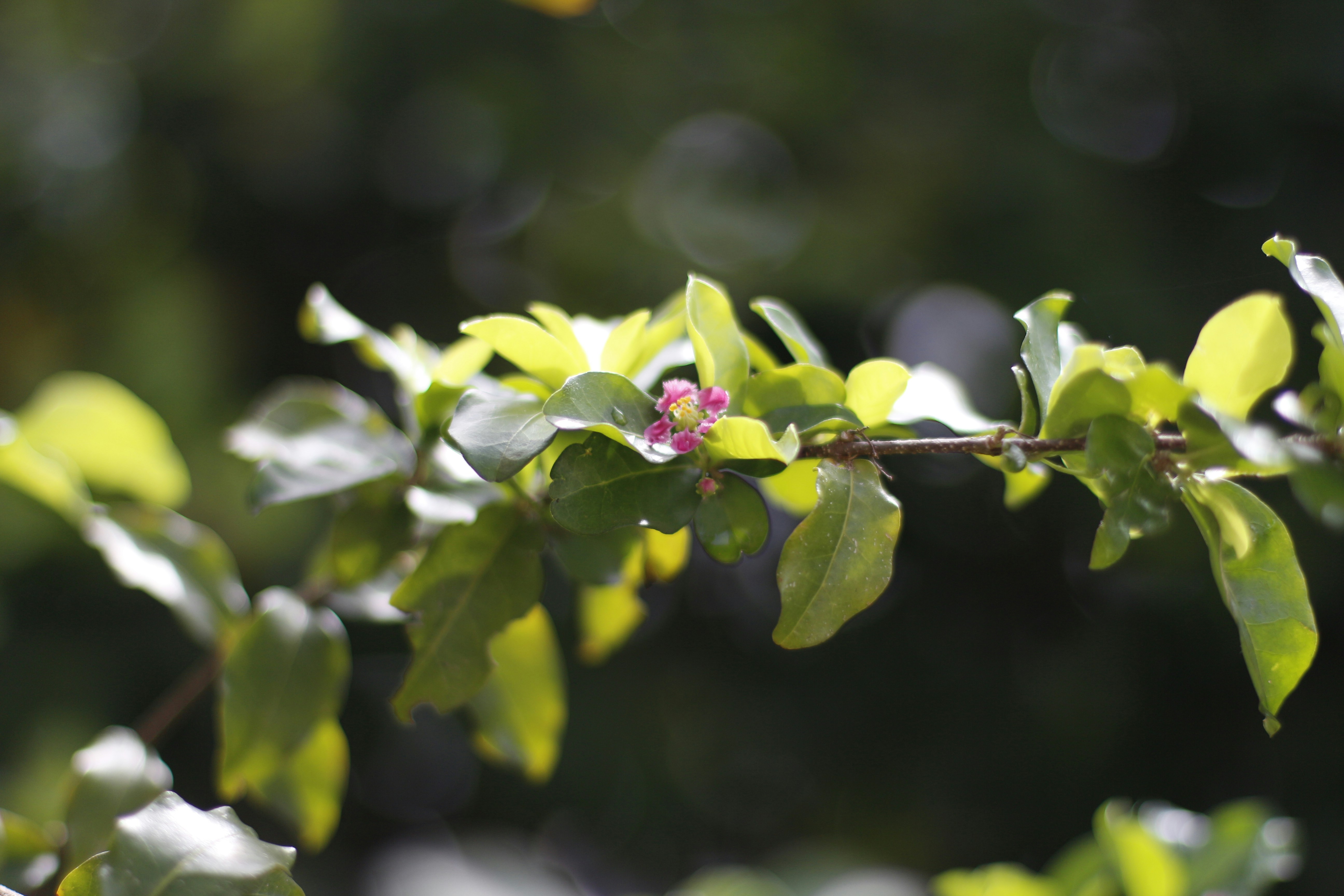 Free Unsplash photo from Paulo Henrique Vitorino