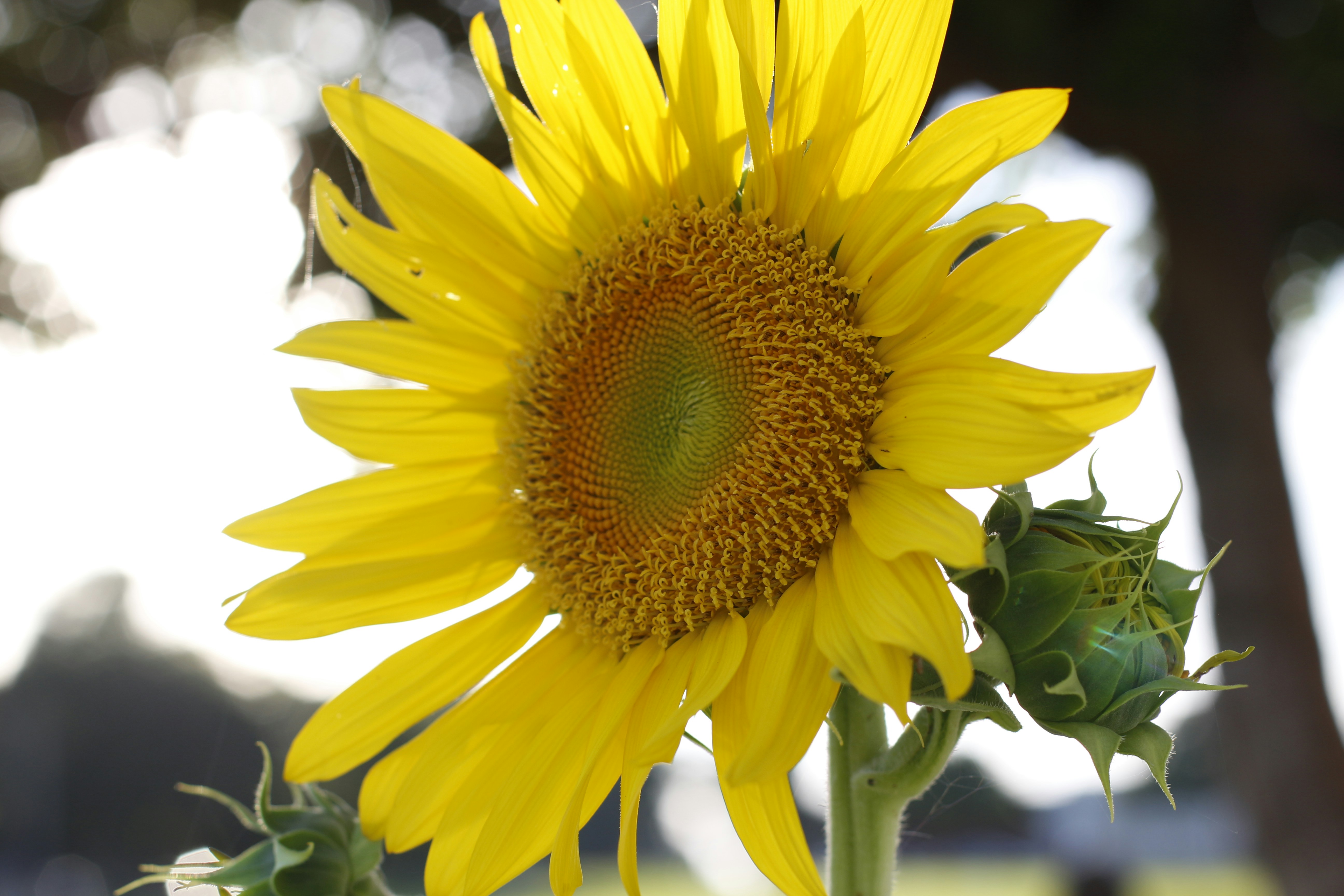 Free Unsplash photo from Paulo Henrique Vitorino