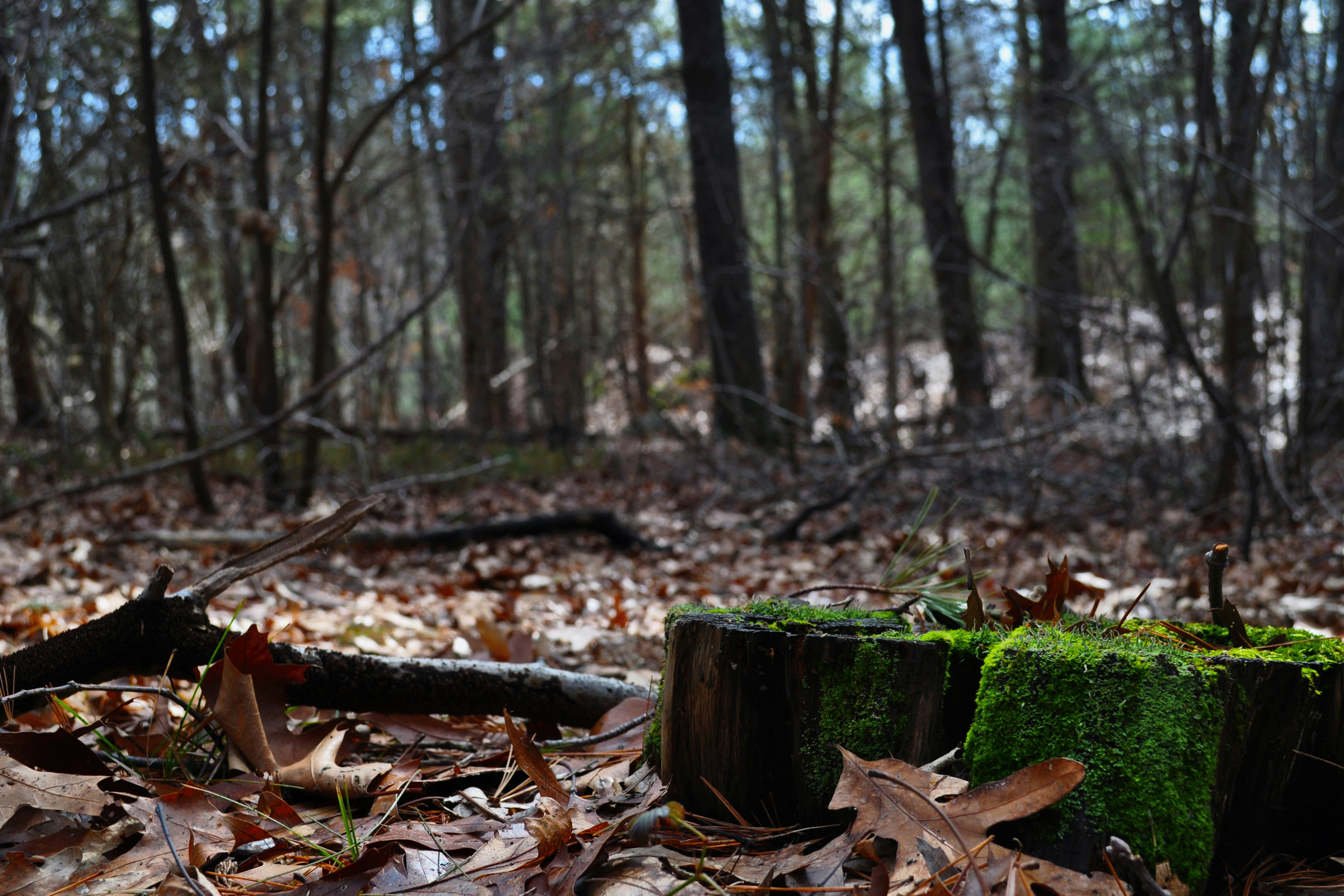 Free Unsplash photo from Jack Ward