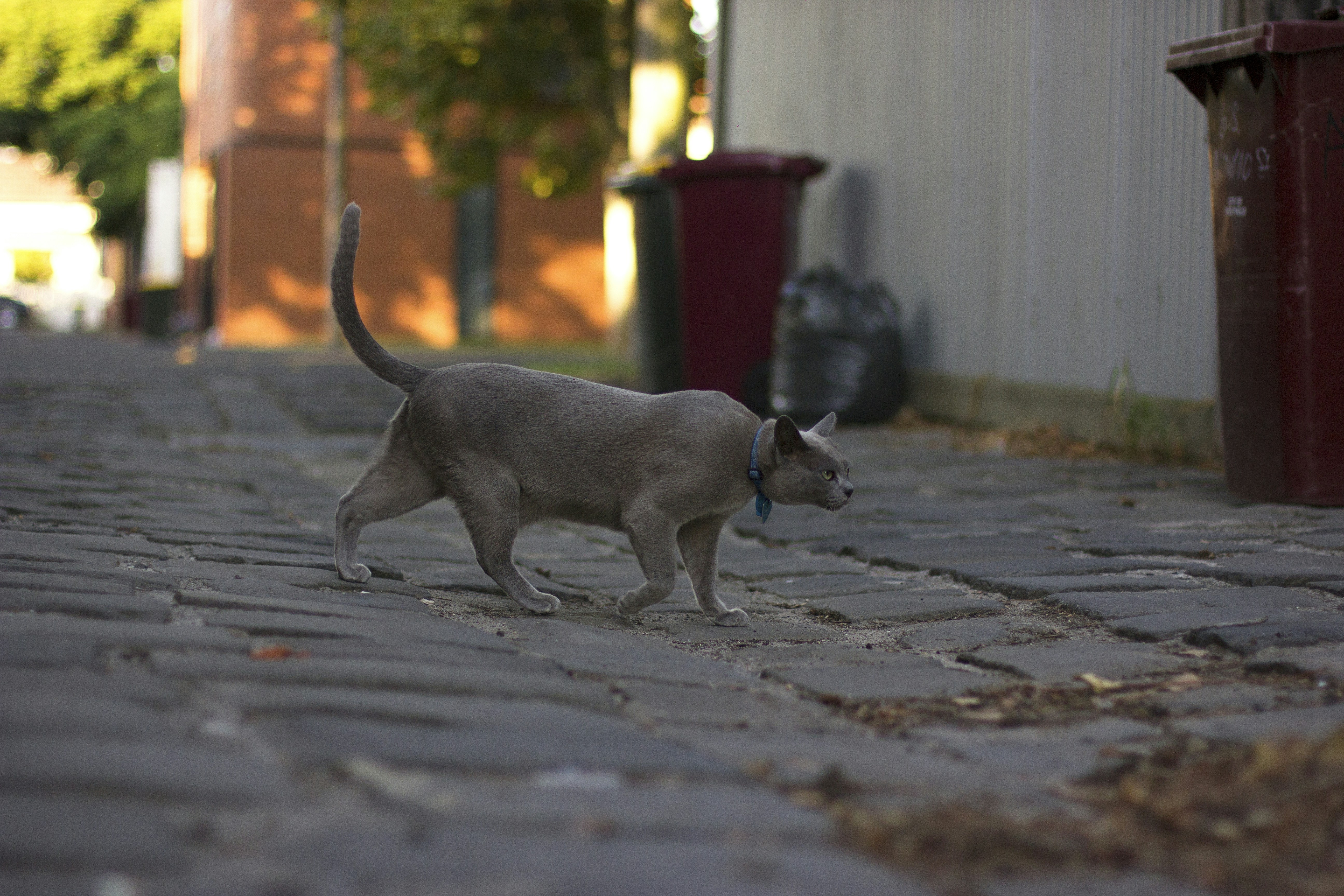 Free Unsplash photo from Rushi Mahant