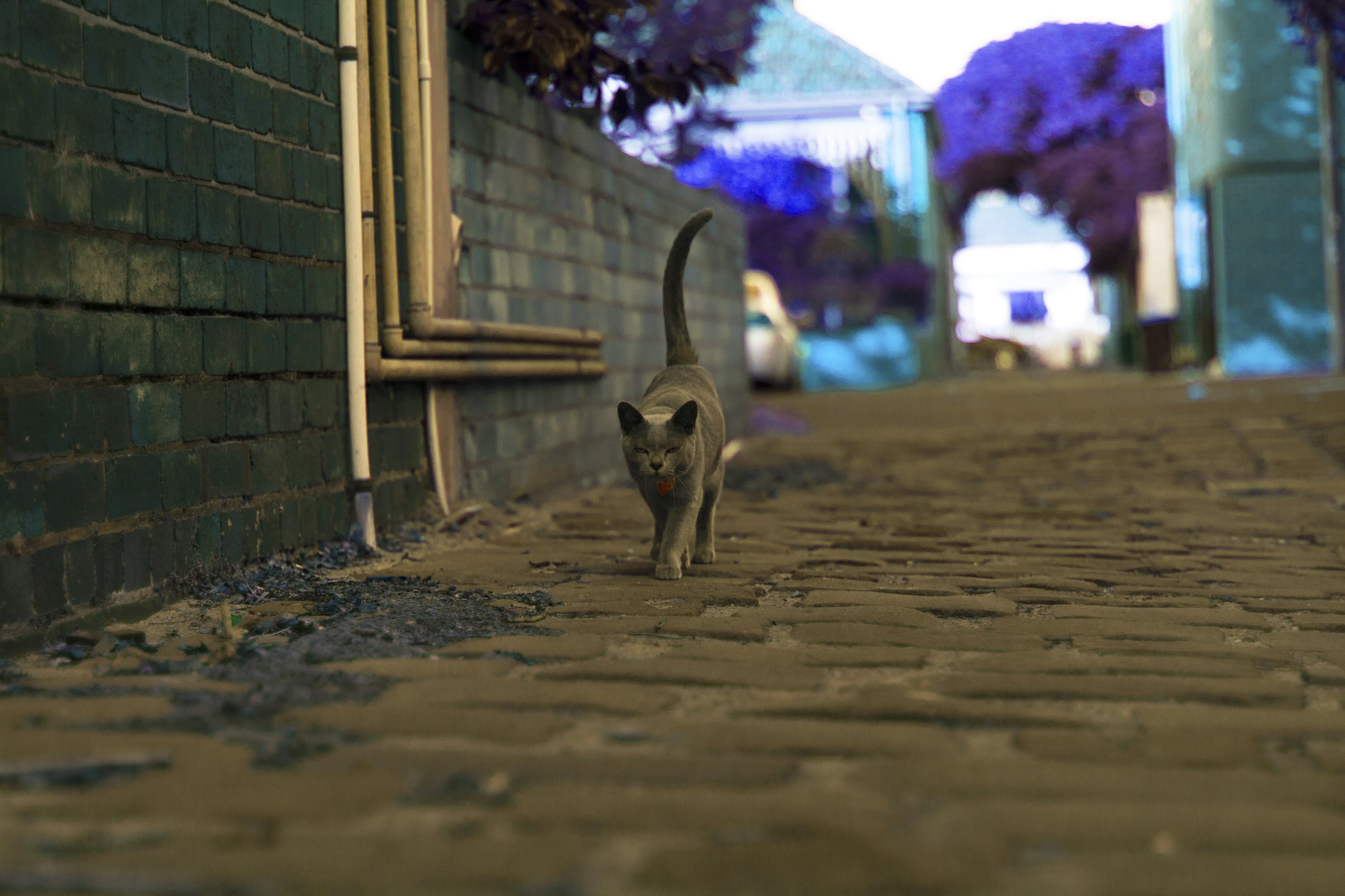 Free Unsplash photo from Rushi Mahant