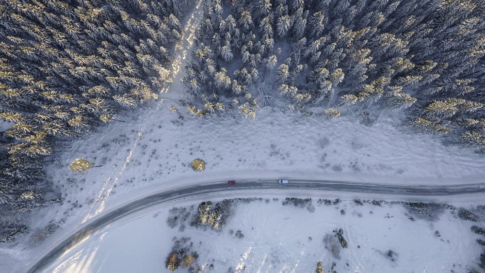 aerial photography of two red and white vehicles on road near trees at daytime