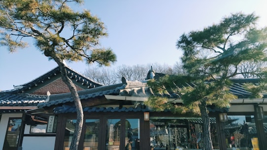 A traditional Korean building with a curved tiled roof, partially surrounded by pine trees. The roof features intricate designs, and there are bare trees visible in the background. The architecture is accented by wooden elements and glass windows, suggesting a peaceful and cultural atmosphere.