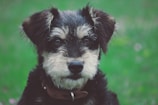 A close-up portrait of a black and white dog with expressive eyes, looking directly at the camera. The background is softly blurred with shades of green, suggesting a grass or nature setting. The dog wears a brown collar.