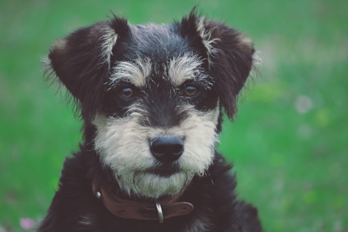 A close-up portrait of a black and white dog with expressive eyes, looking directly at the camera. The background is softly blurred with shades of green, suggesting a grass or nature setting. The dog wears a brown collar.
