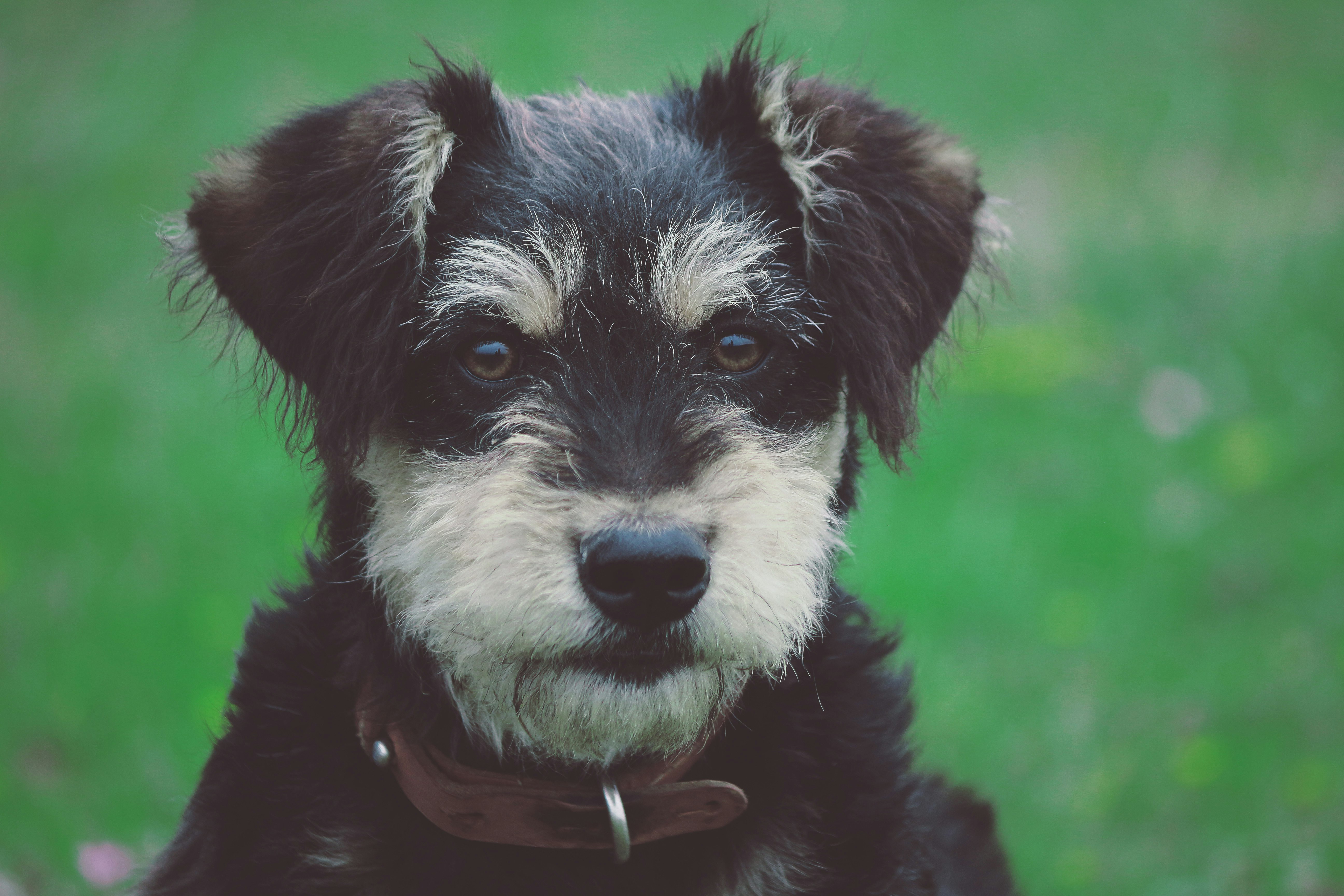 black and tan short coat small dog