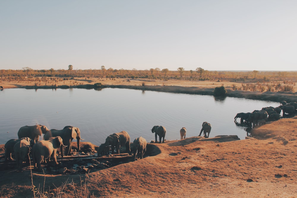 herd of elephant drinking water from lake