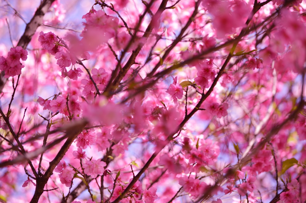 Makrofotografie von rosa Blumen