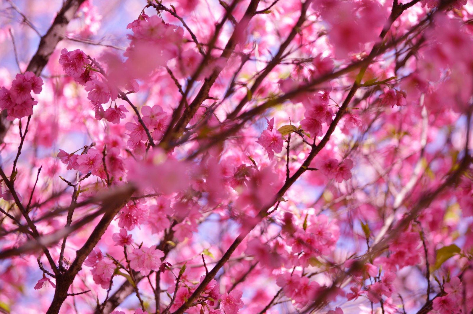 Nikon D3200 + Nikon AF-S DX Nikkor 55-300mm F4.5-5.6G ED VR sample photo. Macro photography of pink photography