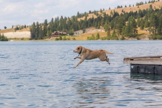A dedicated rescue dog leaping into a sparkling lake during a training session.