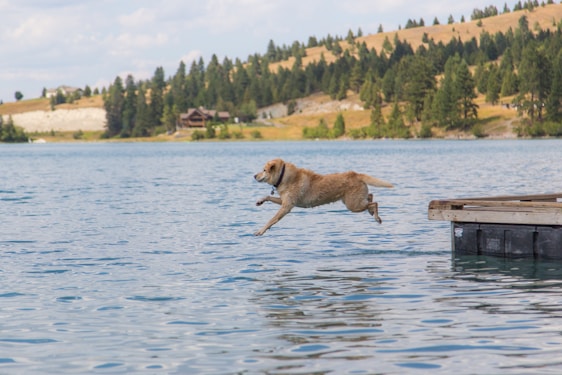 A dedicated rescue dog leaping into a sparkling lake during a training session.