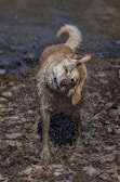 A muddy but smiling terrier shaking off water after a quick rinse at a turquoise-accented mutt wash unit.