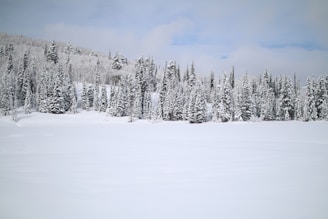 snow covered pine trees