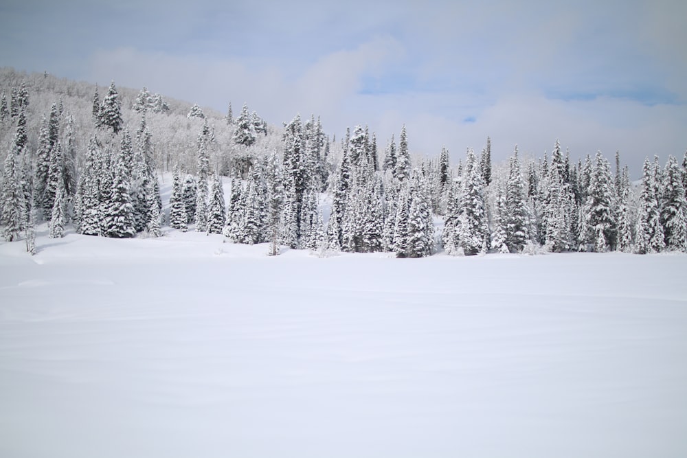 pinheiros cobertos de neve