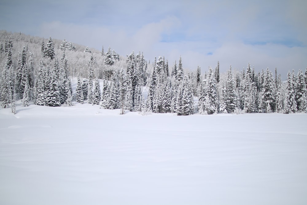 snow covered pine trees