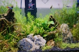 A vibrant aquarium scene with lush green aquatic plants, decorative rocks, and colorful fish swimming around. The plants are various shades of green and are densely packed around stones, creating a lively natural environment. The tank background is slightly blurred, giving depth to the scene.