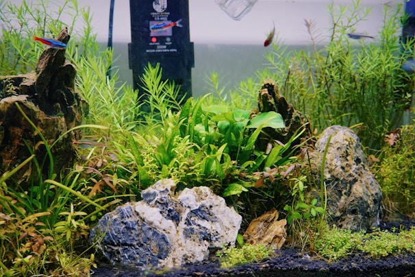 A vibrant aquarium scene with lush green aquatic plants, decorative rocks, and colorful fish swimming around. The plants are various shades of green and are densely packed around stones, creating a lively natural environment. The tank background is slightly blurred, giving depth to the scene.