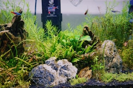 A vibrant aquarium scene with lush green aquatic plants, decorative rocks, and colorful fish swimming around. The plants are various shades of green and are densely packed around stones, creating a lively natural environment. The tank background is slightly blurred, giving depth to the scene.