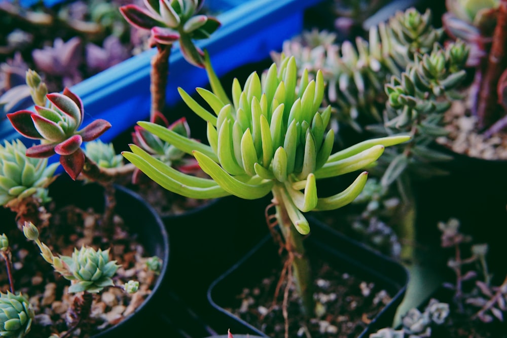 shallow focus photography of green plant