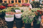 A variety of flowers arranged in bouquets are on display, featuring tulips, hydrangeas, and other blooms, each labeled with price tags in a market or floral shop setting.