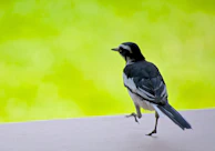A medium-height perch setup with a bird mid-jump, muscles tensed and ready to land.