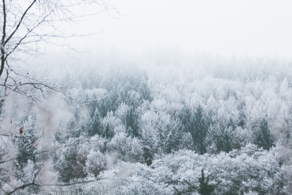 snow covered trees during daytime