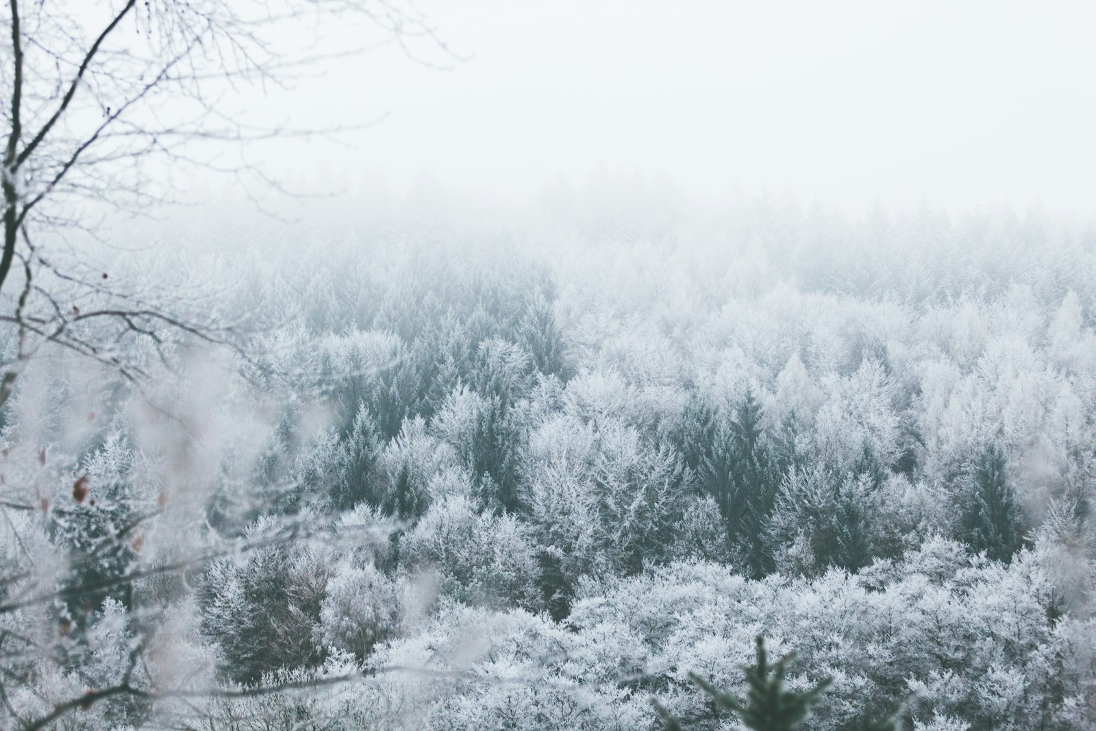 Canon EOS 5D Mark II + Canon EF 70-200mm F2.8L IS II USM sample photo. Snow covered trees during photography