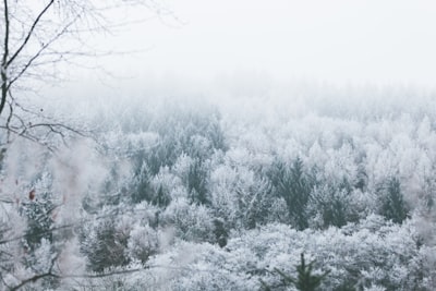 snow covered trees during daytime winter landscape zoom background