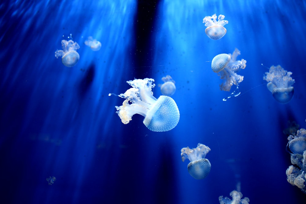 medusas blancas bajo el agua