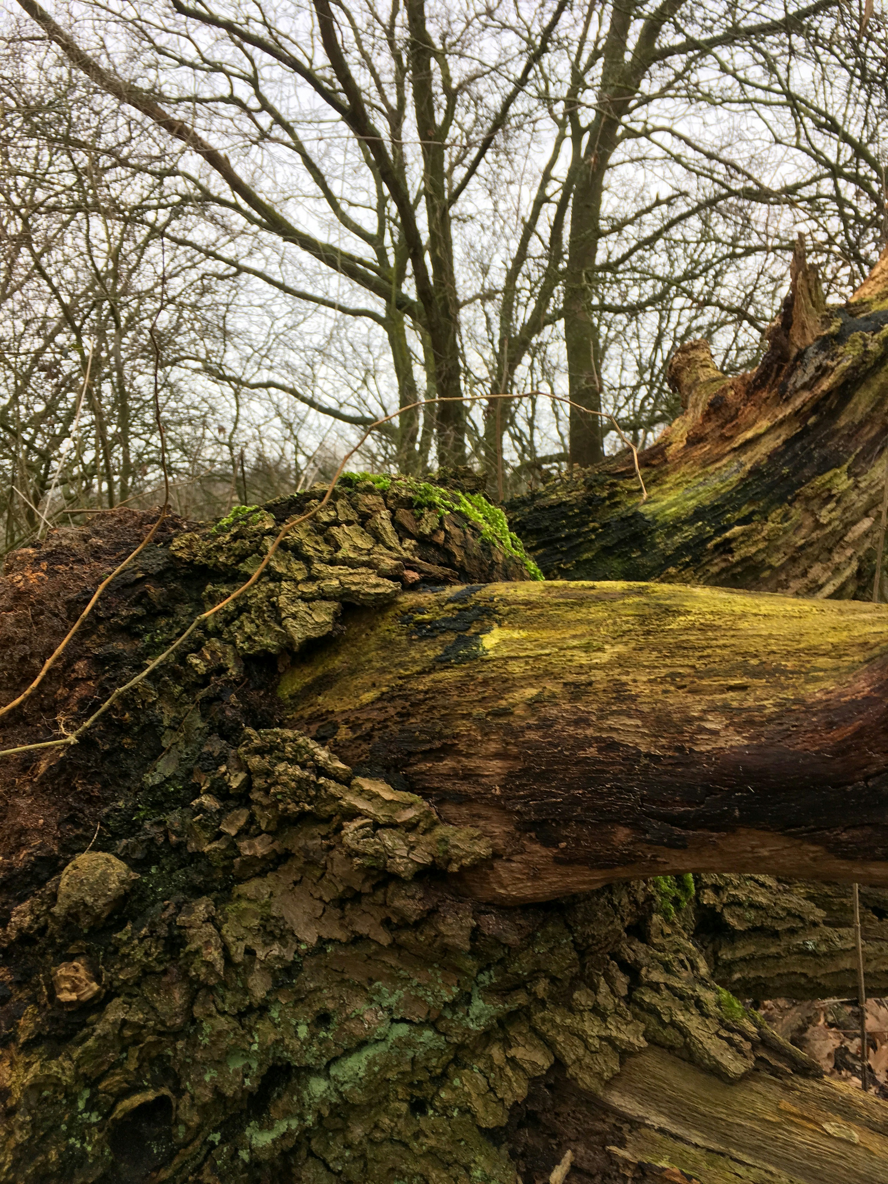 Free Unsplash photo from Michel Wesseling