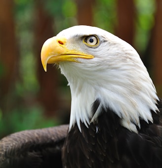 shallow focus photography of bald eagle