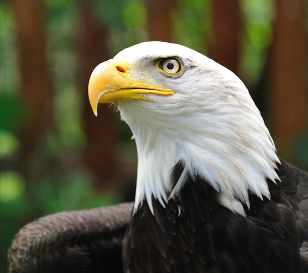 shallow focus photography of bald eagle