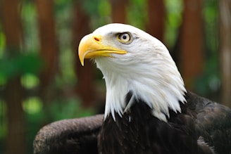 shallow focus photography of bald eagle