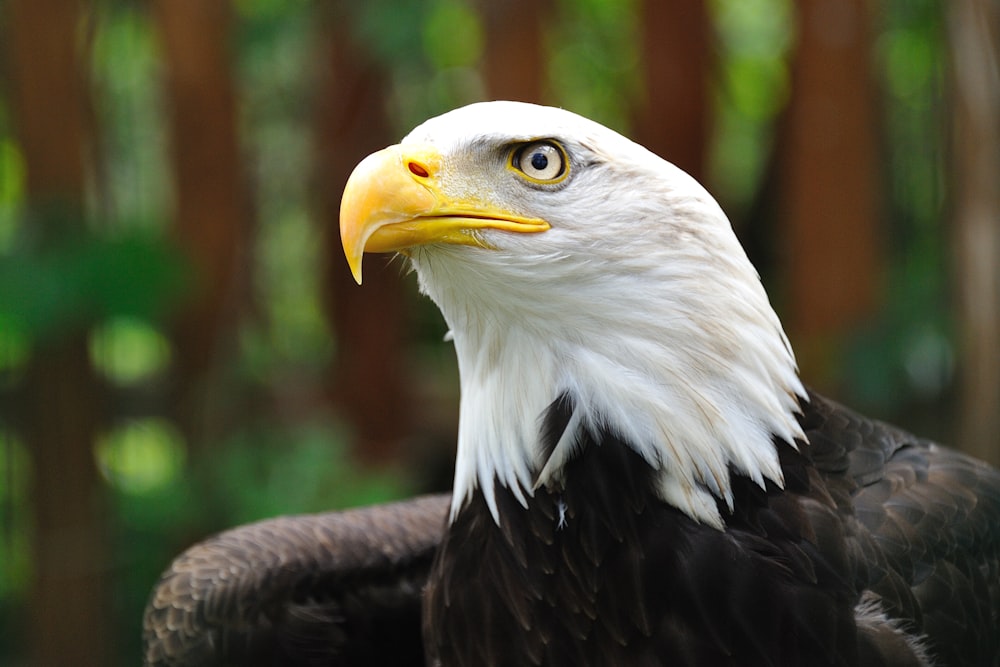 Fotografia de foco raso de águia careca