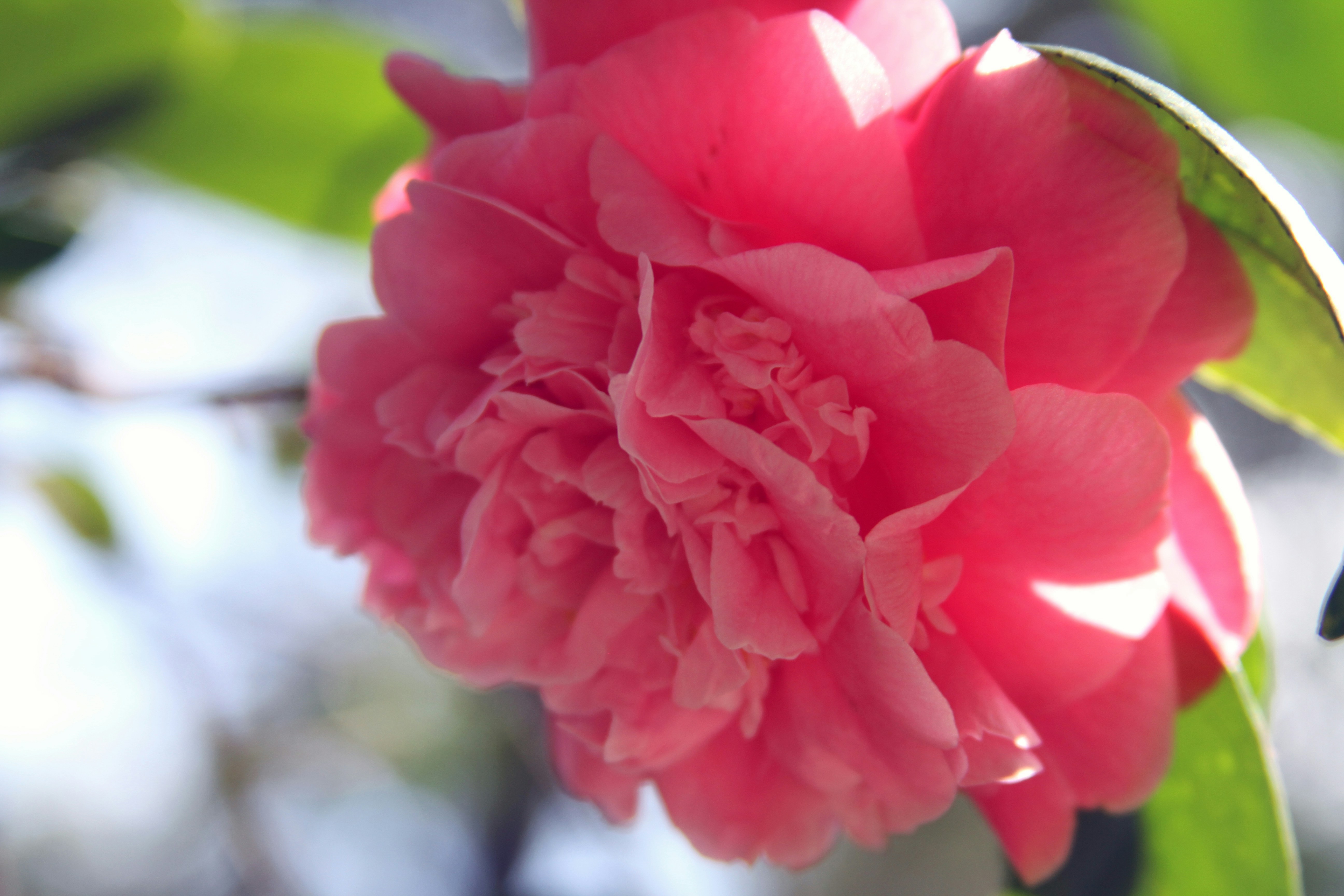 Free Unsplash photo from Alyssa Kibiloski