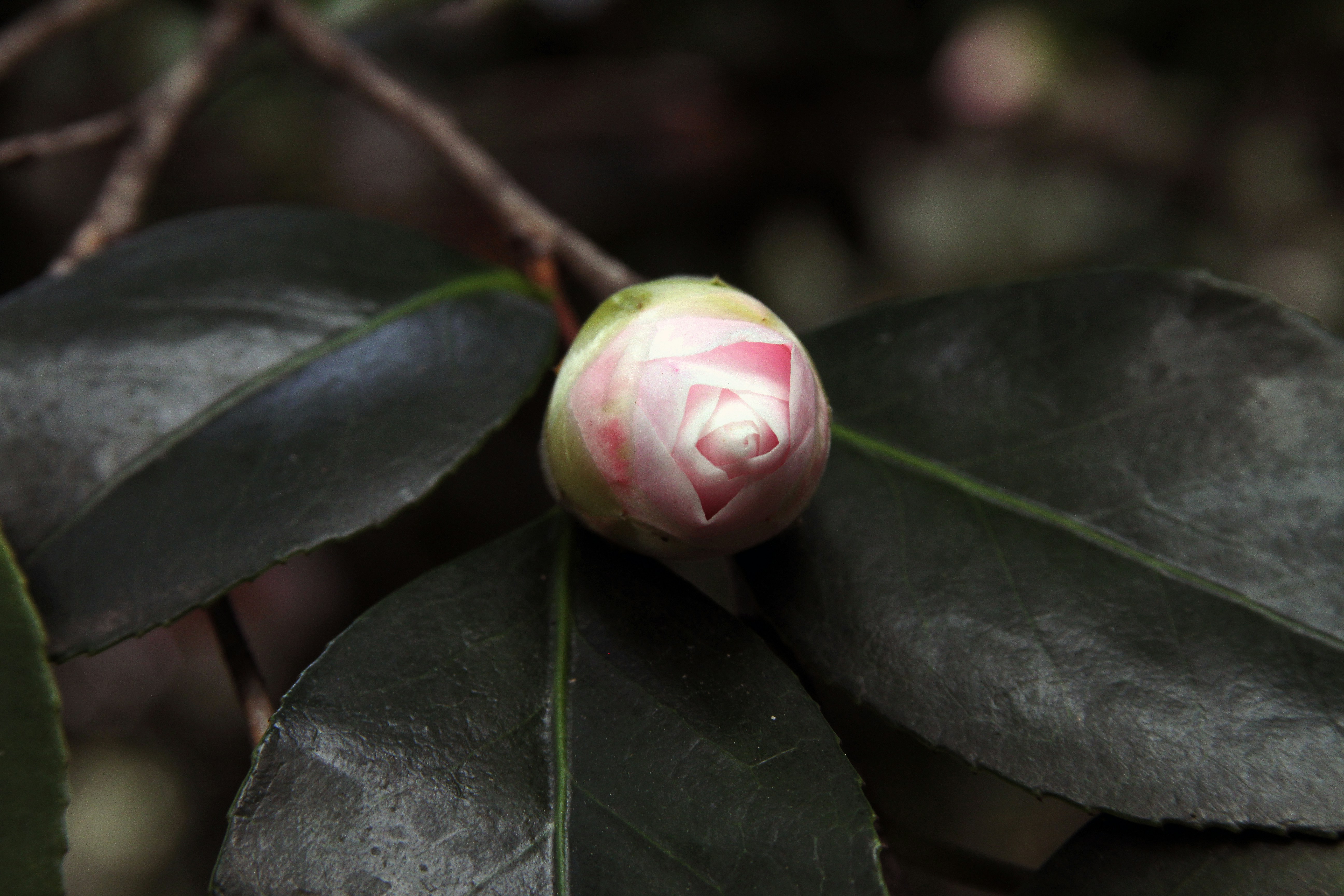 Free Unsplash photo from Alyssa Kibiloski