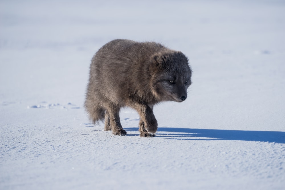 雪に覆われた地面を歩くハイイロオオカミ
