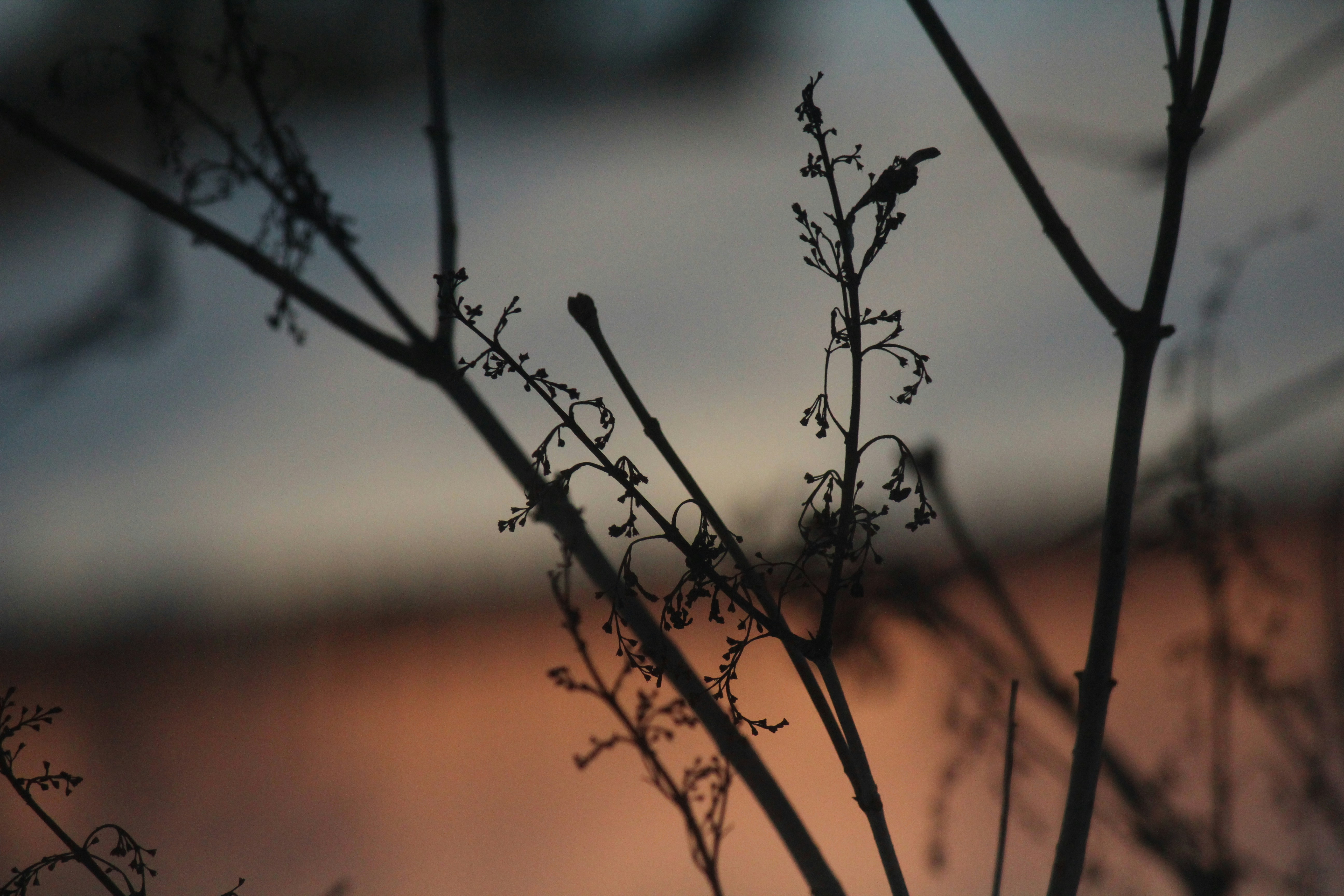 Free Unsplash photo from Dmitry Smirnov