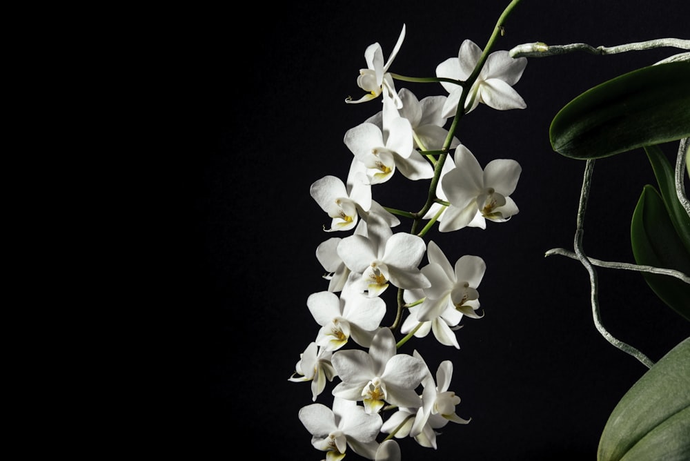 Tilt-Shift-Objektivfotografie von weißen Blumen