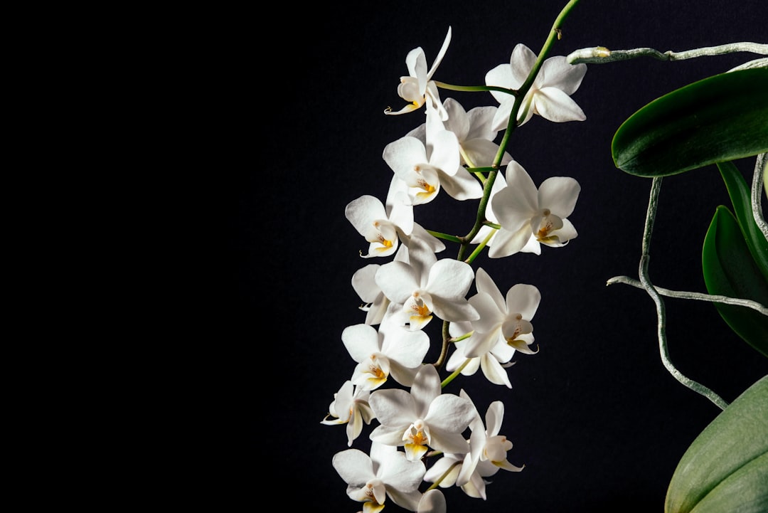 tilt-shift lens photography of white flowers