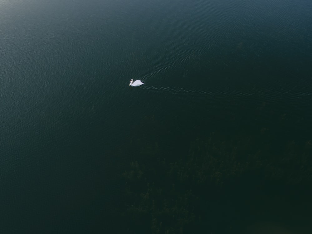 top view photography of boy of water