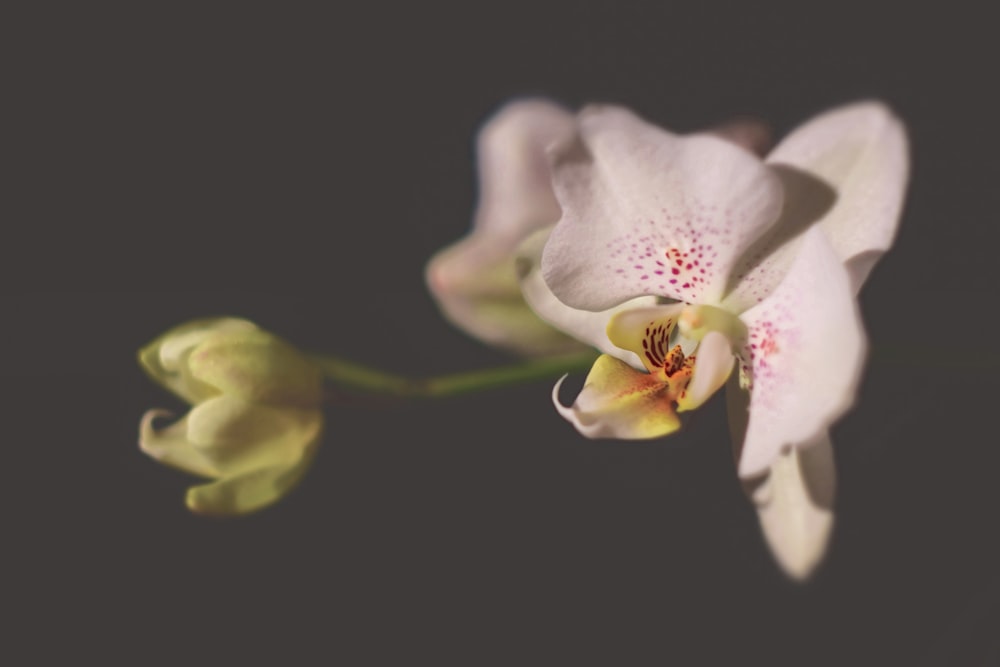 white moth orchid