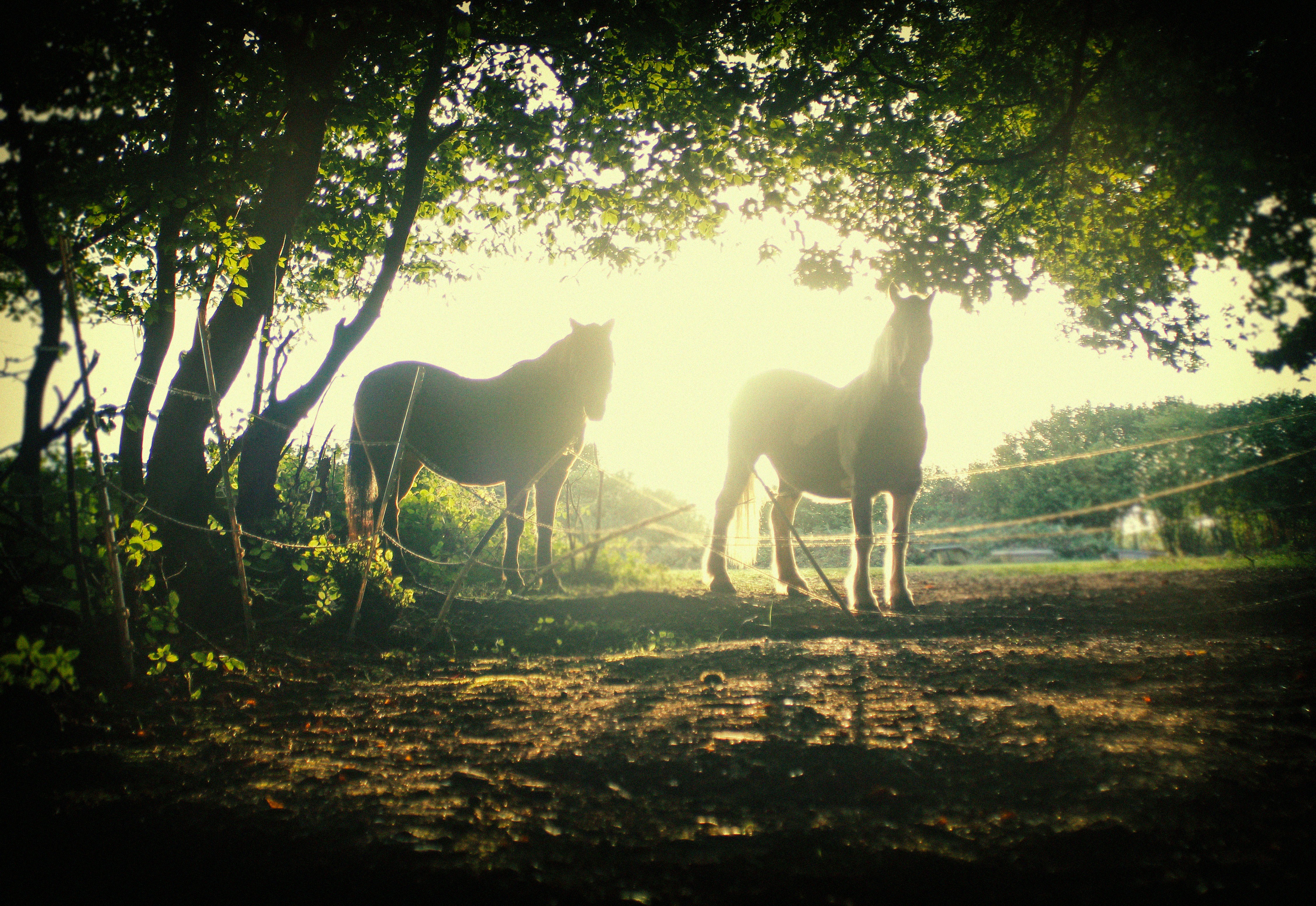 silhouette of two horses standing near tree during sunrise